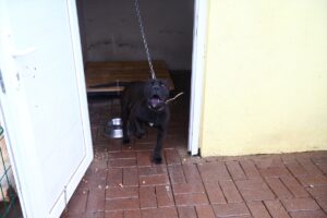 NEVŞEHİR (AA) – Nevşehir'de sahiplerince bakılmak istenmeyen yasaklı ırk sınıfındaki