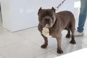 NİĞDE (AA) – Niğde'de yasaklı tür köpek besleyenler, kliniklere götürüp