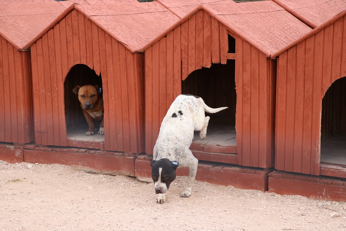 Niğde'de yasaklı ırk 50 köpek koruma altına alındı