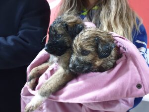 OSMANİYE (AA) – Osmaniye’nin Kadirli ilçesinde terk edilmiş 7 köpek