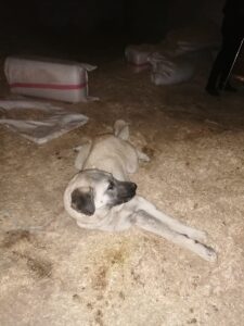 SİVAS (AA) – Sivas'ın Koyulhisar ilçesinde Kangal köpeğinin boynuna sıkışan