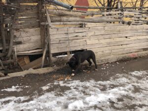 SİVAS (AA) – Sivas'ta okul çevresinde gezdirilen yasaklı ırk köpek