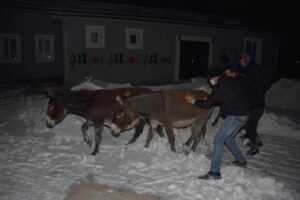 ŞANLIURFA (AA) – Siverek ilçesinde sahipsiz 20 eşek, olumsuz hava