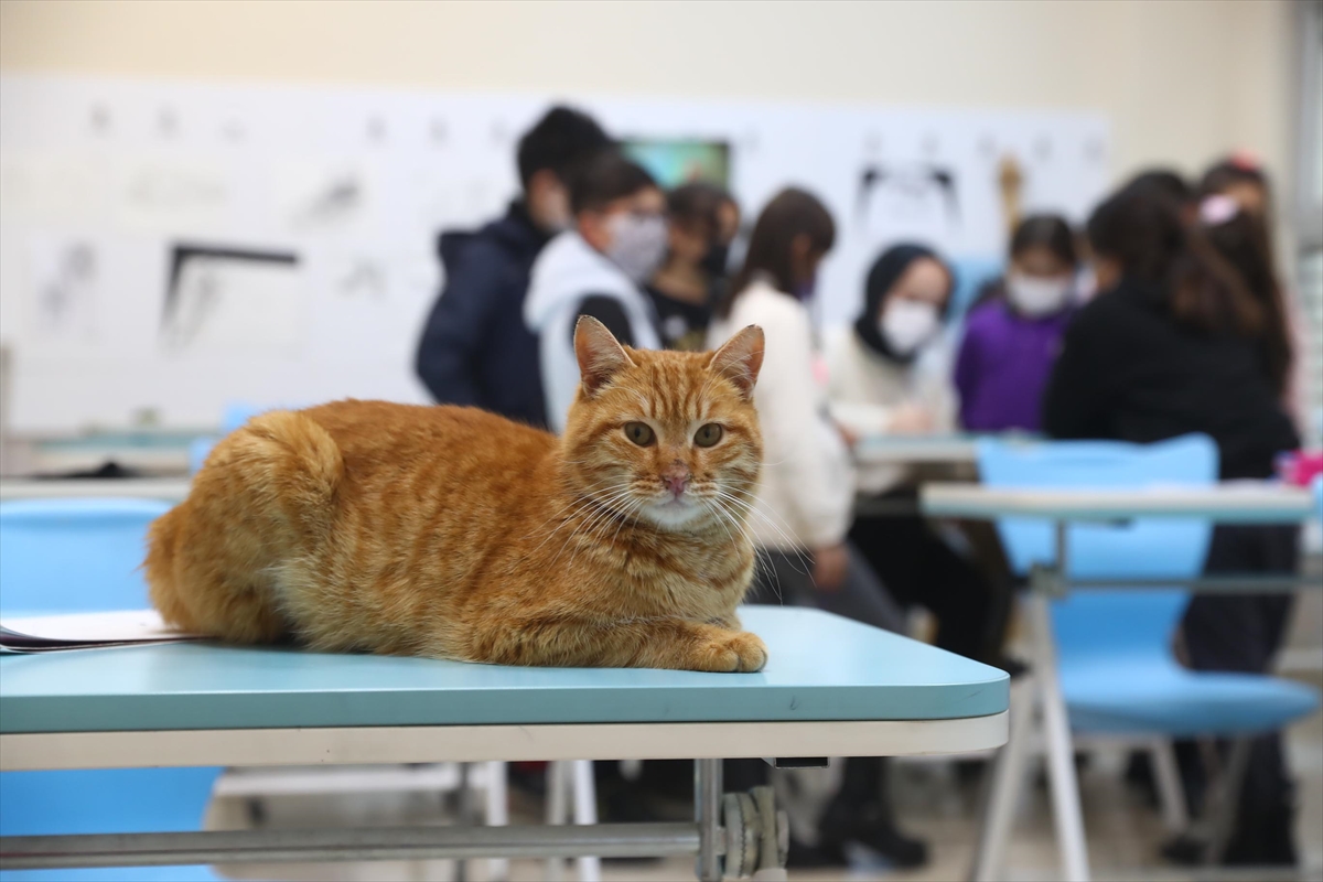 Soğuktan kurtarılan kedi Bilgi Evi'nin maskotu oldu