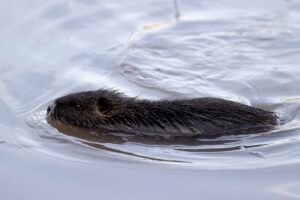 EDİRNE (AA) – Edirne'de su maymunları nehirde yiyecek ararken görüntülendi.