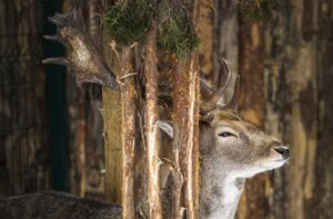 ANKARA (AA) – Türkiye'de tedavileri devam eden bazı Suriyeli ve