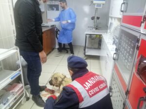 TOKAT (AA) – Tokat'ta köpeği av tüfeğiyle vurarak yaraladığı öne