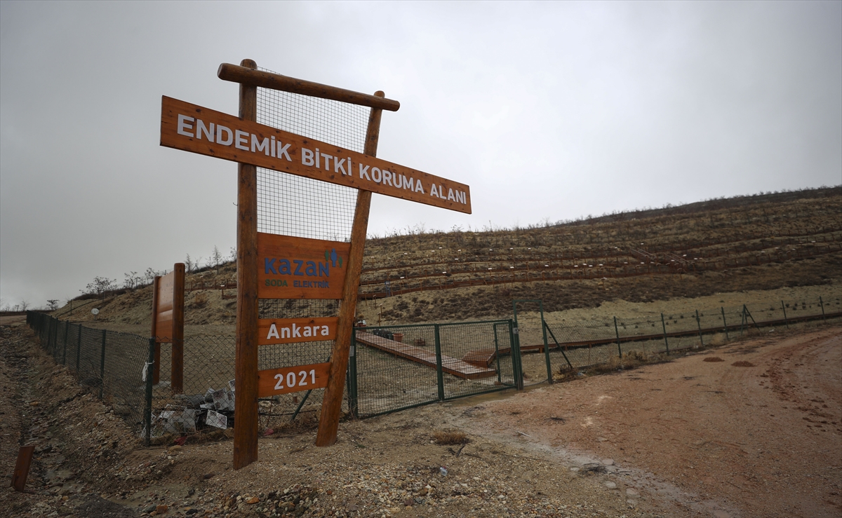 Türk kimya şirketi bölgesindeki endemik bitki türlerini yerinde koruyor