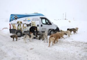 - Van Büyükşehir Belediyesi ekipleri, 3 köpeği brandayla sardıkları kulübede