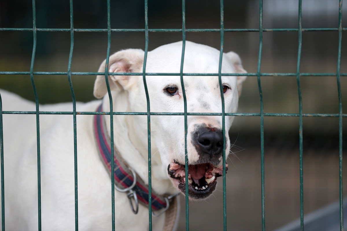 Yasaklı köpek ırklarını kayıt altına aldırmayıp sokağa bırakıyorlar