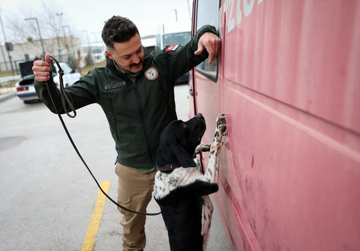 Yerli ırk av köpekleri ilk defa “dedektör köpek” olarak kullanılacak