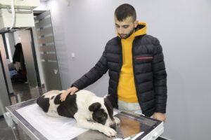 YOZGAT (AA) – Yasaklı türler olarak belirlenen Amerikan Pitbull Terrier,