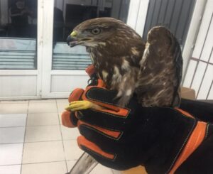 ZONGULDAK (AA) – Zonguldak'ın Ereğli ilçesinde jandarma tarafından yaralı halde