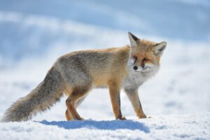 TUNCELİ (AA) – Tunceli'de kış şartları nedeniyle aç kalan tilkiler,