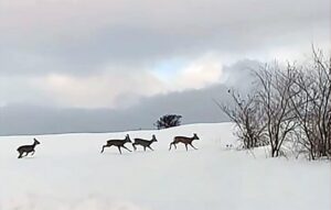 - 4 karaca, çevredeki vatandaşlar tarafından cep telefonuyla görüntülendi