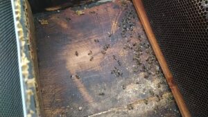 ADANA (AA) – Adana'nın Kozan ilçesinde, bazı kovanlarda arı ölümleri