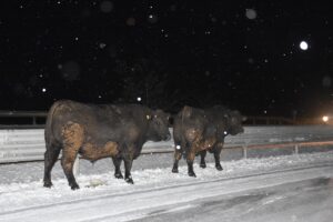 AFYONKARAHİSAR (AA) – Afyonkarahisar'da büyükbaş hayvan yüklü tır, kar yağışı