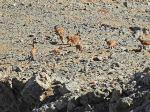 NİĞDE (AA) – Niğde'nin Çamardı ilçesi sınırlarındaki Aladağlar Milli Parkı