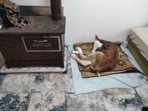 KONYA (AA) – KADRİYE COŞKUN – Konya'da hayvancılıkla uğraşan Ahmet