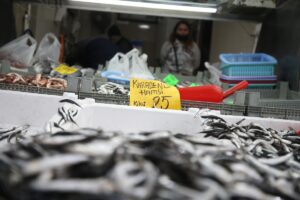 DÜZCE (AA) – Batı Karadeniz'in önemli balıkçı limanlarından Düzce'nin Akçakoca