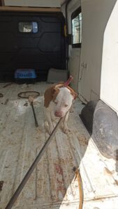 BATMAN (AA) – Batman'da yasaklı ırklar arasında yer alan köpekleri