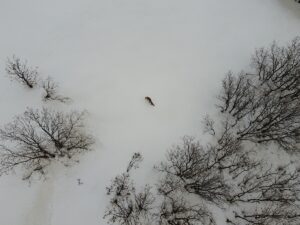 BİNGÖL (AA) – Bingöl'de, karlı doğada yiyecek arayan tilki, drone