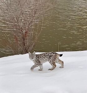 BİNGÖL (AA) – Nesli tükenme tehlikesiyle karşı karşıya olan vaşak,
