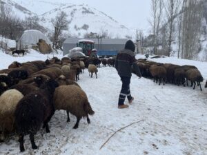 BİNGÖL (AA) – Bingöl'ün Yedisu ilçesinde besiciler, hayvanlarının bakımı ve