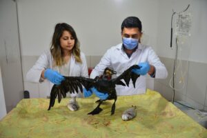 - Veterinerler, kuşun boğazından yaklaşık bir kilogram ağırlığındaki iki çupra