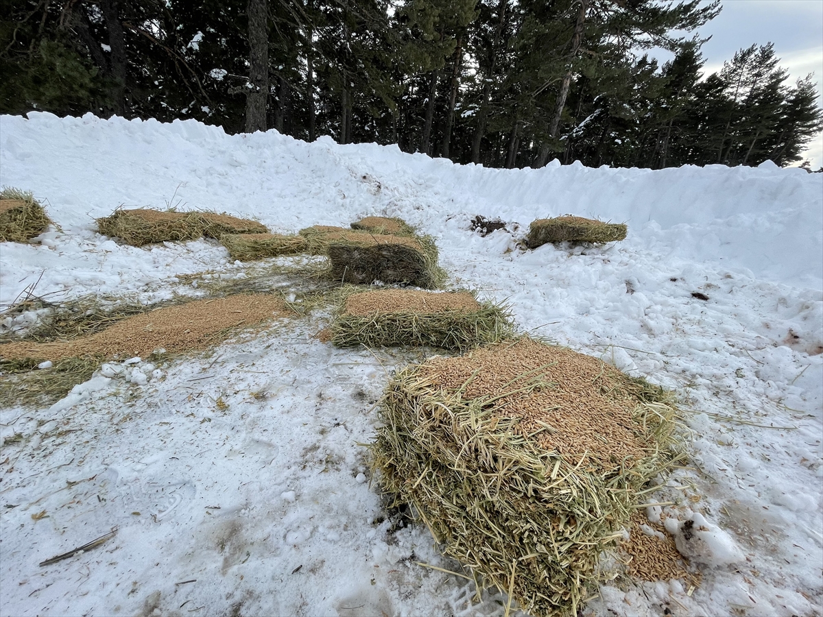 Çorum'da yaban hayvanları için doğaya 500 kilogram yem bırakıldı