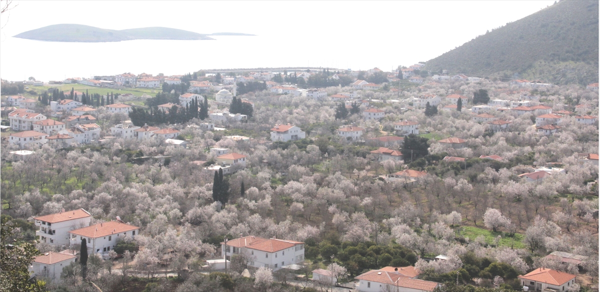 Datça'da mevsimin ilk badem çağlası hasadı haftaya başlayacak