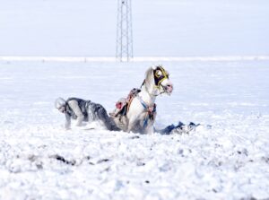 KARS (AA) – CÜNEYT ÇELİK – Orta Asya ve Anadolu'da