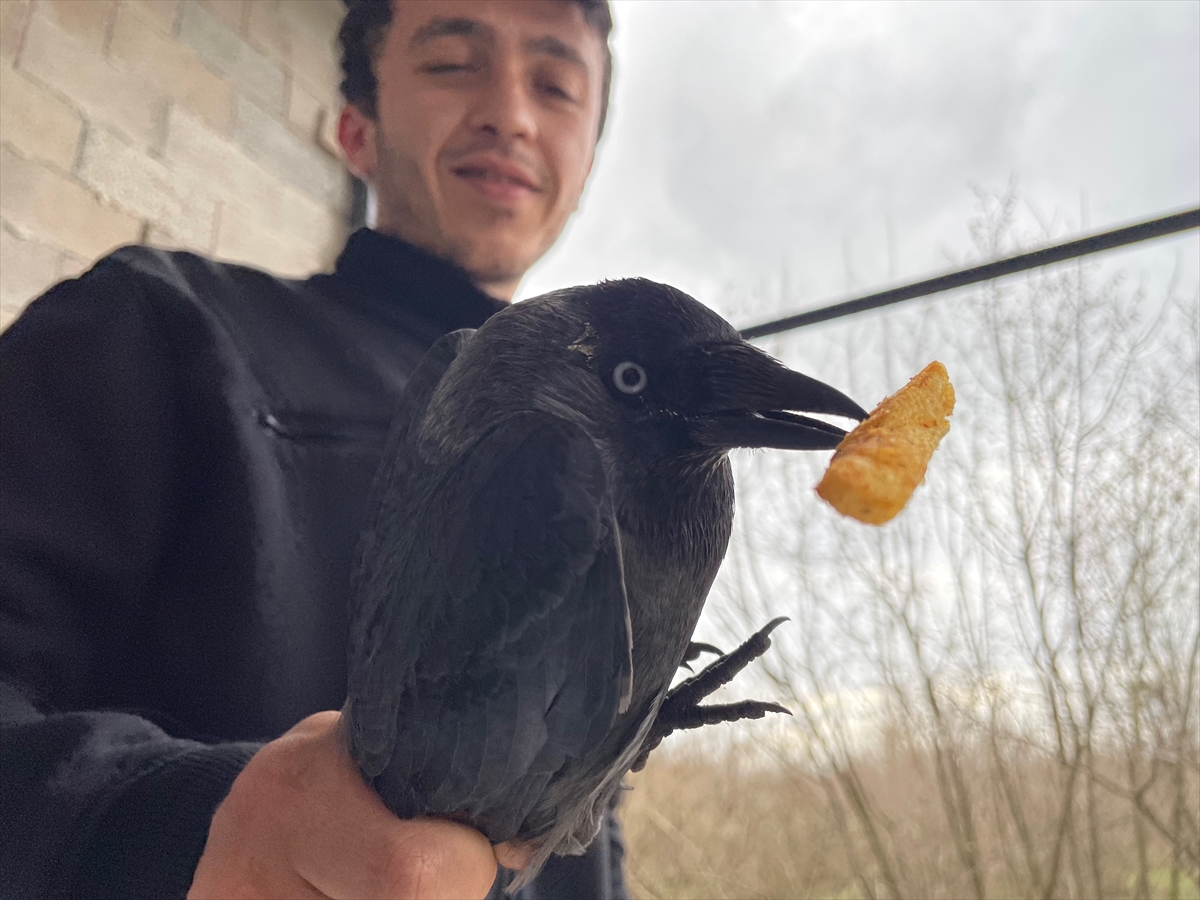 Düzce'de bir restorana giren karga beslendikten sonra doğaya salındı