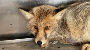 - Bacağına platin takılan tilki, tedavisinin ardından doğaya salınacak