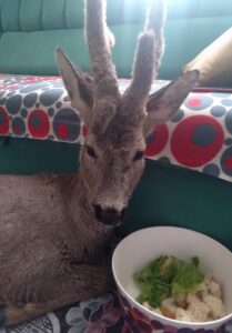 BARTIN (AA) – Bartın'da dere kenarında bulduğu yaralı karacayı kucağına