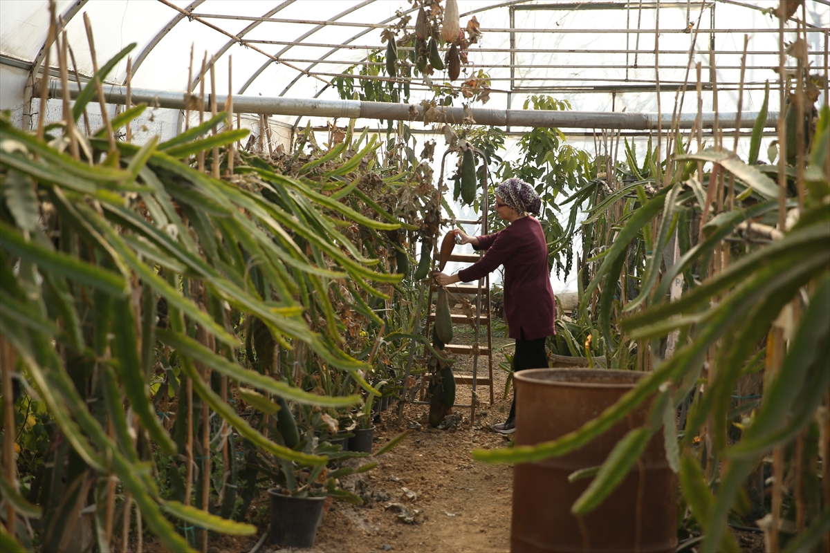 Girişimci kadın tropikal meyve “pitaya”yı serada yetiştiriyor