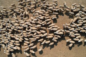 - Tunceli'de küçükbaş hayvancılıkla geçimini sağlayan göçerler, yılın ilk üç