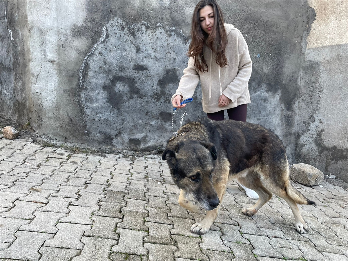 Hatay'da komşuya ve köpeğe darp iddiasına gözaltı