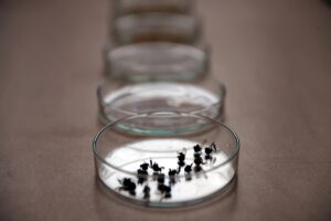 ARDAHAN (AA) – GÜNAY NUH – Ardahan'da başta dil uzunluğu