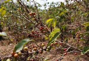 SANA (AA) – MAHMUD EL BEZM – Kahvenin ana vatanı