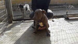 KARABÜK (AA) – Karabük'ün Safranbolu ilçesinde sokakta başıboş bulunan tehlikeli