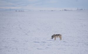 KARS (AA) – Selim ilçesinde karla kaplı arazide yiyecek arayan