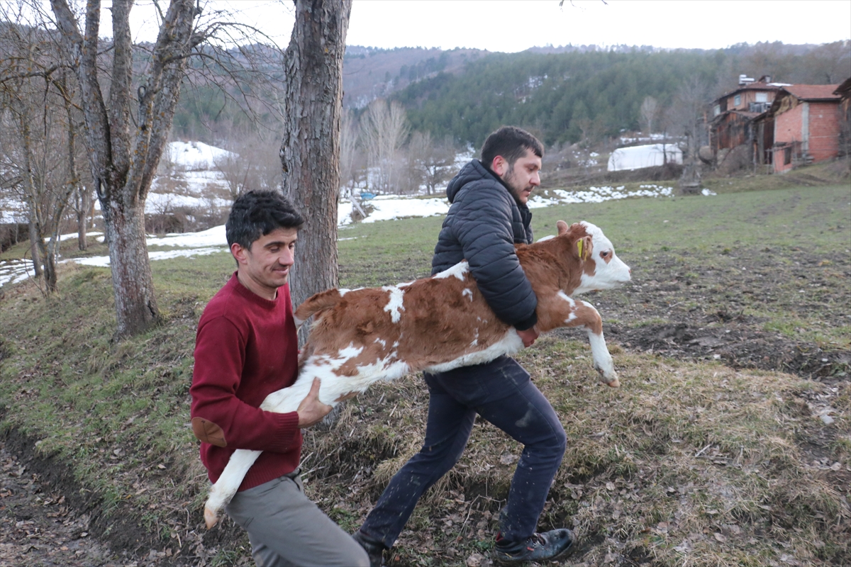 Kastamonu'da 15 evin kül olduğu yangından kurtardığı buzağısını kucağında taşıdı