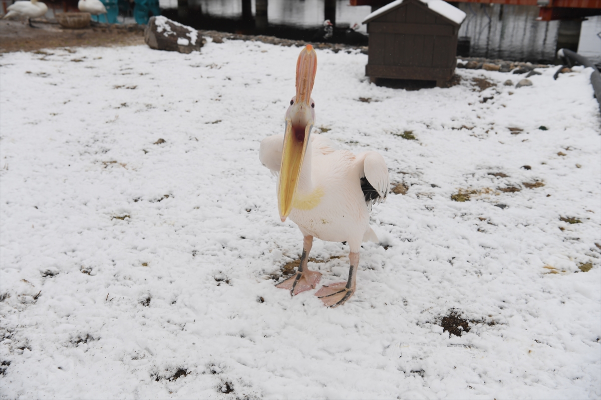 Kayseri'de hayvanat bahçesinin sakinleri kışın tadını çıkarıyor