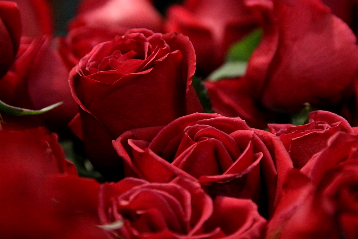 Konya'daki çiçekçilerde “Sevgililer Günü” yoğunluğu yaşanıyor