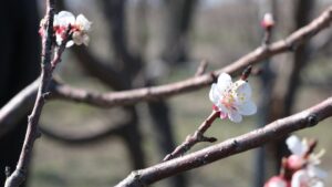 MERSİN (AA) – Türkiye'nin önde gelen kayısı üretim merkezlerinden Mersin'in