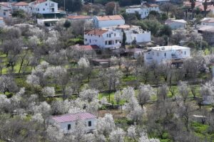 MUĞLA (AA) – Muğla'nın Datça ilçesinde çiçek açan badem ağaçlarının