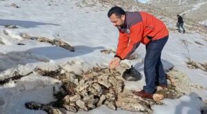 KAHRAMANMARAŞ (AA) – Kahramanmaraş'ın Elbistan ilçesinde gönüllüler tarafından yaban hayvanları