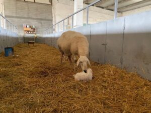 SİVAS (AA) – İç Anadolu Bölgesi'nin en önemli Kangal Akkaraman