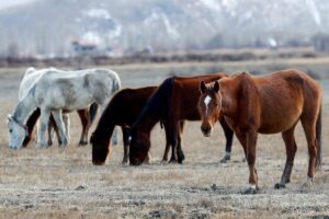 KAYSERİ (AA) – ERGÜN HAKTANIYAN – İç Anadolu'nun ortasında 40